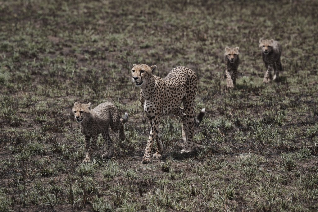 Gepardin mit Jungen, Serengeti